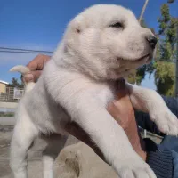 توله آلابای|سگ|گنبد کاووس, |دیوار