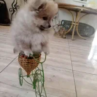 سگ پامرانین خرسی پامرماده