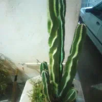 درخت کاکتوس|گل و گیاه طبیعی|وحدتیه, |دیوار