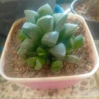 گل گیاه|گل و گیاه طبیعی|صحنه, |دیوار