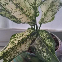 سلام عزیزم گل هافروشی هستن|گل و گیاه طبیعی|رحیم‌آباد, |دیوار