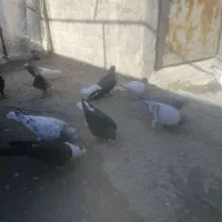 پرنده|پرنده|شیراز, میرزاکوچک خان|دیوار