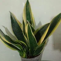 گلهای زیبای من|گل و گیاه طبیعی|خرم‌آباد, |دیوار