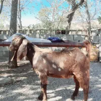 کهره ی نژدی  پازنی