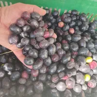 روغن زیتون اصل شمال|خوردنی و آشامیدنی|رشت, آب آسیاب|دیوار