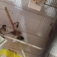 فروش فنج|پرنده|یزد, |دیوار