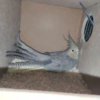 عروس هلندی
