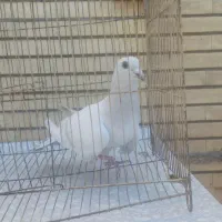 گوک و معلقی