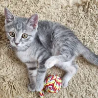 واگذاری بچه گربه اسکاتیش dsh
