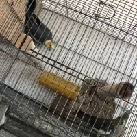 جفت عروس هلندی