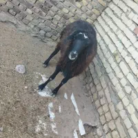 بره نر چاق گوشتی ۵۰ کیلو