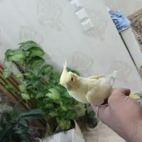 عروس هلندی اهلی|پرنده|تبریز, |دیوار