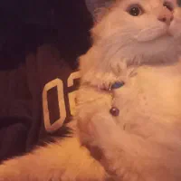 واگذار گربه پرشین کلاسیک