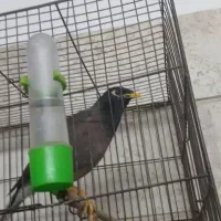 مرغ مینا سخنگو ۱ سا ونیمه