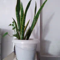 گل سانسوریا
