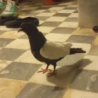 کبوتر،ماده