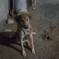 سگ گله نر و ماده|سگ|قروه, |دیوار