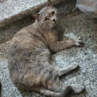 گربه ماده چاقالو و باردار میکس بریتیش و DSH