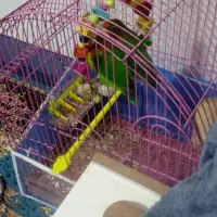 طوطی برزیلی مولد