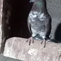 حدودا ۱۰تا کفتر جون فروشی یا معاوضه با زاجرنر