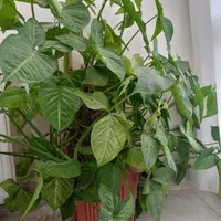 گل سینگونیوم (گوش خرگوشی)|گل و گیاه طبیعی|اصفهان, جاوان|دیوار