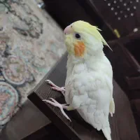 فروش یک عروس هلندی