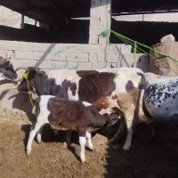 گاو گوساله دار نر 10کیلو شیر|حیوانات مزرعه|فراغی, |دیوار