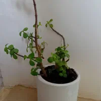 گل طبیعی