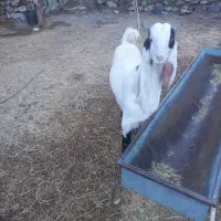 بزقاله گلابی