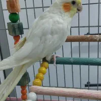 عروس هلندی|پرنده|کرمانشاه, |دیوار