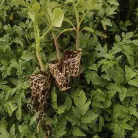 نشاگوجهفرنگی بدرو وبریویو دستگیردریافت سفارش کاشت|خدمات باغبانی و درختکاری|مرودشت, تخت جمشید|دیوار