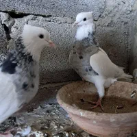 کفتر کبوتر طوقی و س|پرنده|گنبد کاووس, |دیوار