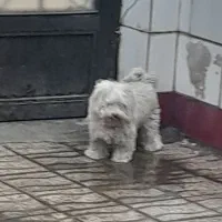 واگذاری سگ پاکوتاه سفید