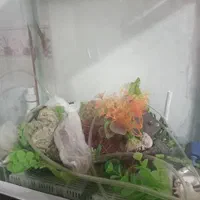 آکواریوم ماهی