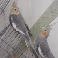 دوتا جوجه  عروس هلندی چند ماهه