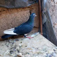 کفتر|پرنده|زرند, |دیوار