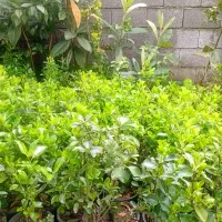 فروش انواع گل و گیاه حیاط سازی
