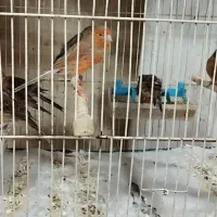 قناری دارچینی سرخ طبیعی