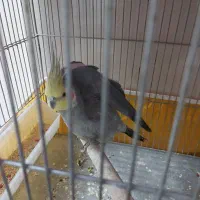 عروس هلندی مست عالی برای جوجه کشی