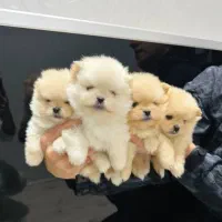 عروسک واقعی