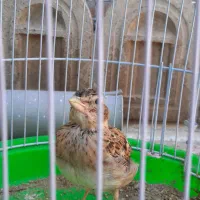 سهره خاکی با سهره سرسیا