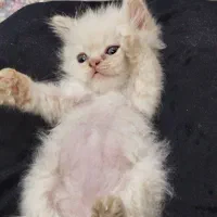 دوتاگربه میکس پرشین بریتیش ورق بزنید