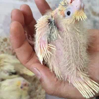 جوجه عروس هلندی دوکت لوتینو زعفرونی تاج پرنسسی|پرنده|مشهد, کوی المهدی|دیوار