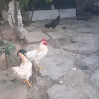 مرغ خروس