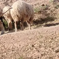 میش  ابستن|حیوانات مزرعه|زرند, |دیوار