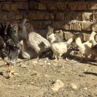 نیمچه مرغ و خروس سه ماهه