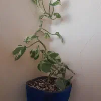 گلدان طبیعی