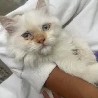 واگذاری گربه اسکاتیش پرشین ۴ماهه