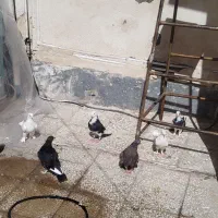 کفتر  نر و ماده|پرنده|قم, باغ شریفی|دیوار