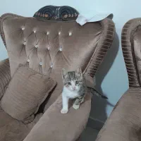 بچه گربه خونگی گم شده